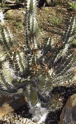 (Euphorbia virosa)