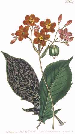 Spicy Jatropha(Jatropha integerrima)