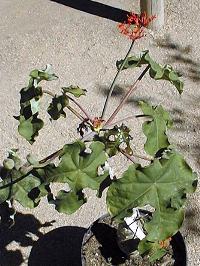 Gout Plant, Tartogo(Jatropha podagrica)