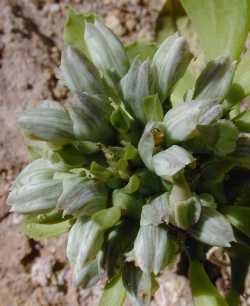 (Monadenium heteropodum)