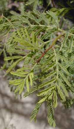 Sweet Acacia(Vachellia farnesiana)