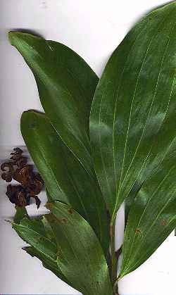 Mangium, Forest Mangrove(Acacia mangium)