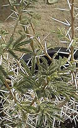 Motse, Egyptian Mimosa, Egyptian Thorn(Acacia nilotica)