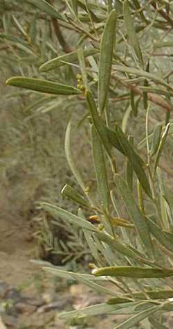 Skunk Tree, Summer scented wattle(Acacia rostellifera)