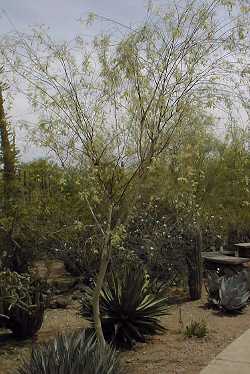 Palo Blanco, Willard's Acacia(Mariosousa willardiana)