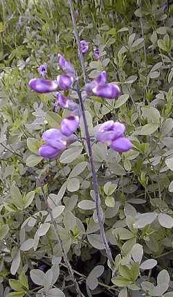 Purple Smoke  Indigo(Baptisia 'Purple Smoke')