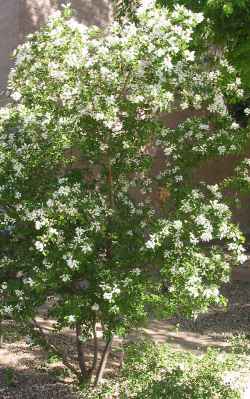 Anacacho Orchid Tree, Texas Plume(Bauhinia lunarioides)