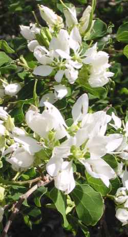 Anacacho Orchid Tree, Texas Plume(Bauhinia lunarioides)