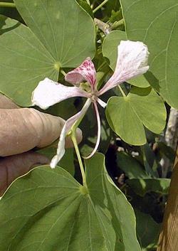 Orchid Tree(Bauhinia monandra)