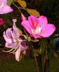 Orchid Tree(Bauhinia variegata)