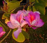 Orchid Tree(Bauhinia variegata)