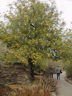 Cascalote(Tara cacalaco)