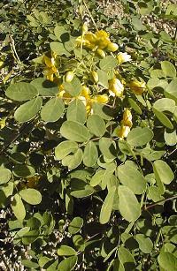 Mexican Bird of Paradise(Erythrostemon mexicanus)