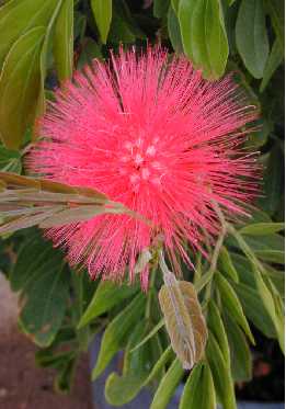 Blood Red Tassel Flower, Red Powderpuff(Calliandra haematocephala)