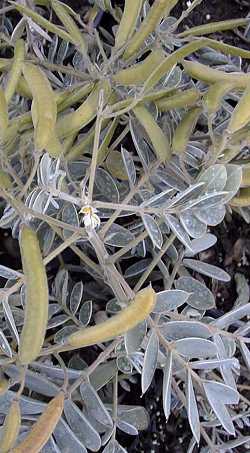 Lindheimer Senna, Velvet Leaf Senna(Senna lindheimeriana)