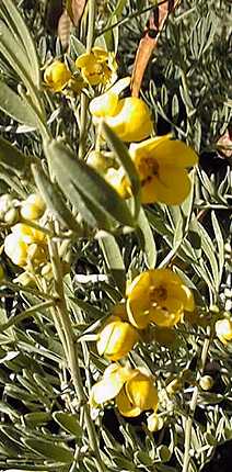 Dense senna, Grey Desert Senna(Senna artemisioides ssp. sturtii )