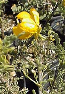 Shrubby Senna(Senna wislizeni)