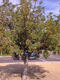 Carob, St. John's Bread(Ceratonia siliqua)