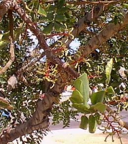 Carob, St. John's Bread(Ceratonia siliqua)