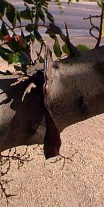 Carob, St. John's Bread(Ceratonia siliqua)