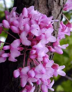 Eastern Redbud(Cercis canadensis)