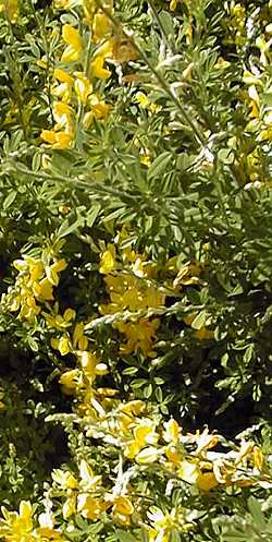 Sweet Broom, Easter Broom(Cytisus spachianus)