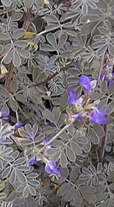 Blue Dalea, Baja Dalea, Silver Dalea(Dalea bicolor)