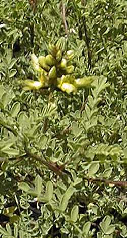 Lemon Dalea(Dalea capitata)