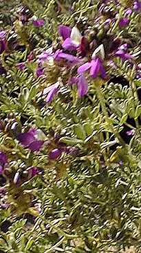 Black Dalea(Dalea frutescens)