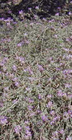 Trailing Indigo Bush(Dalea greggii)