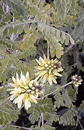 Yellow Dalea(Dalea lutea)