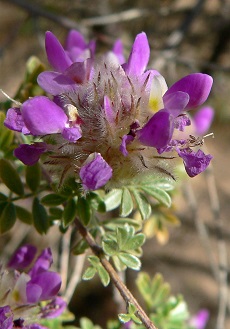 Indigo Bush, Santa Catalina Prairie Clover(Dalea pulchra)