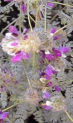 Indigo Bush(Dalea versicolor)