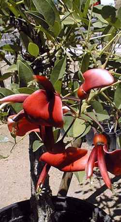 Coral Tree(Erythrina crista-galli)