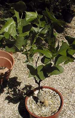 Natal Coral Tree, Dwarf Kafferboom(Erythrina humeana)