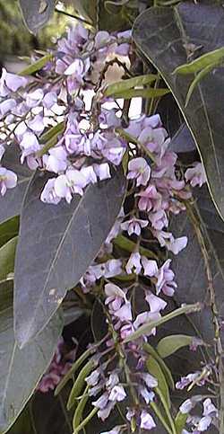 Lilac Vine, Purple Coral Pea(Hardenbergia violacea)