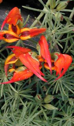 Coral Gem, Parrot's Beak(Lotus bertholetii)