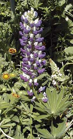 Russel Lupine(Lupinus Russel's Hybrids)