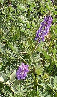 Sky Lupine(Lupinus nanus)