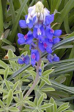 Texas Bluebonnet(Lupinus texensis)