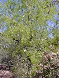 Honey Mesquite, Texas Mesquite(Prosopis glandulosa)