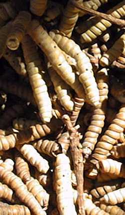 Screwbean Mesquite(Prosopis pubescens)