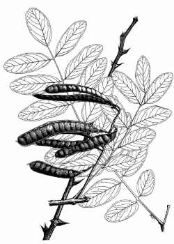 Black Locust, Yellow Locust(Robinia pseudoacacia)