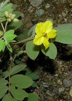 Desert Senna(Senna covesii)