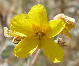 Desert Senna(Senna covesii)