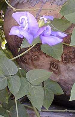 Snail Vine(Vigna caracalla)