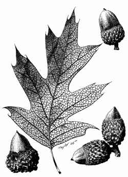 California Black Oak(Quercus kelloggii)