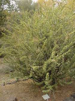 Mexican Tree Ocotillo(Fouquieria macdougalii)