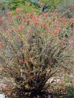 Mexican Tree Ocotillo(Fouquieria macdougalii)