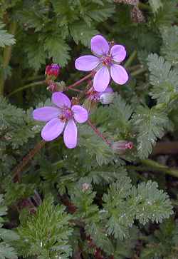 Red-stemmed Filaree(Erodium cicutarium)